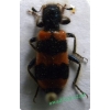 Trichodes apiarius (Linnaeus, 1758) Barciel pszczołowiec